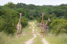 Zimbabwe lodge safari giraffes, Hwange 