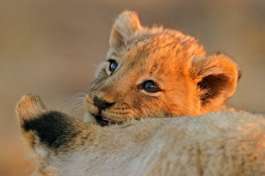 Hwange wildlife safari, lion cub 