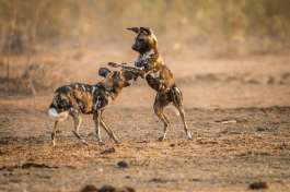 Private game reserve safari, Zimbabwe 