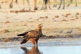 Tawny eagle hwange national park 
