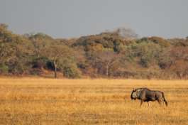 Busanga Plains Wildebeest kafue 