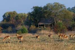 Busanga Plains Accommodation 