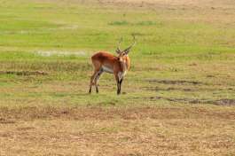 Kafue Letchwe 