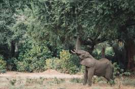 Lower Zambezi Elephant 