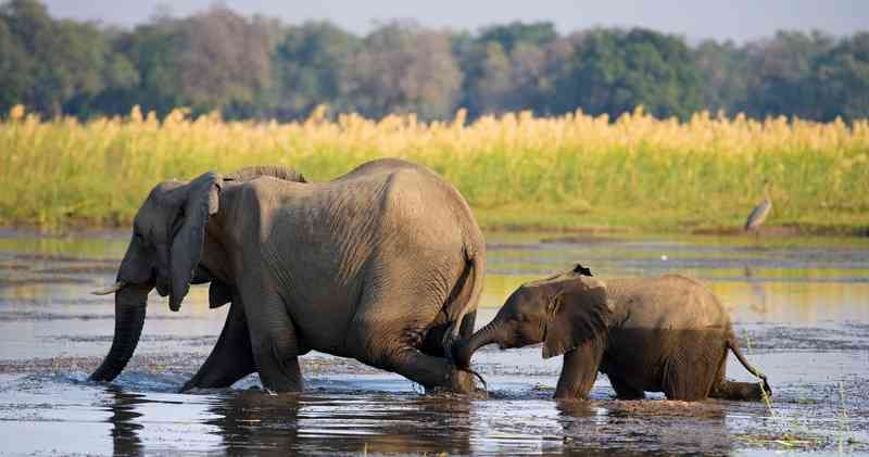 Lower zambezi elephant and baby crossing river