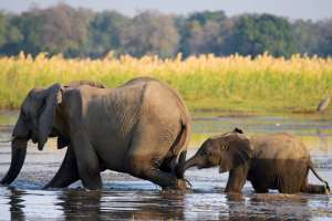 Lower zambezi elephant and baby crossing river