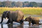 Lower zambezi elephant and baby crossing river