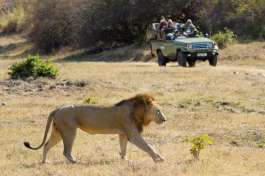 South Luangwa Game Drive with Lion  