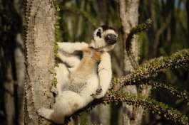Madagascar lemurs tour - sifaka lemur  