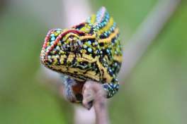 Chameleon, Madagascar vacation 