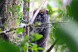 Madagascar Tour - lemur in rainforest 