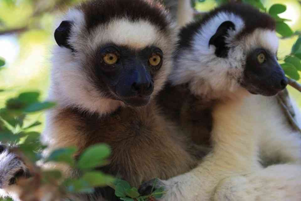 Madagascar Vacation Package - lemurs