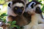 Madagascar Vacation Package - lemurs