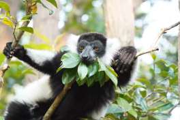 Ruffed lemur, Madagascar Holiday 