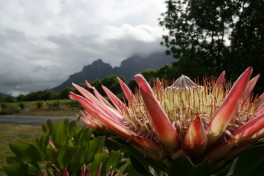 Protea Cape Town South Africa 