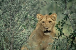 Lion cub in Kruger Park 