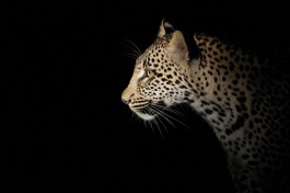 Leopard in Kruger Park 