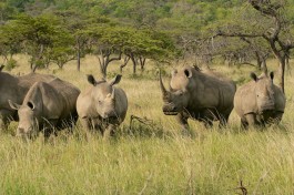 Mkuzi Rhinos South Africa 