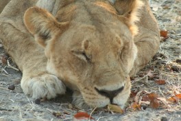 Lioness in Moremi Reserve 
