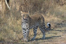 Chobe leopard 