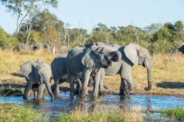 Moremi elephants 