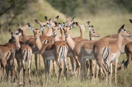 Impala  