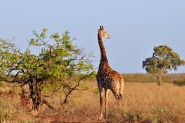 Giraffe in Kruger National park 