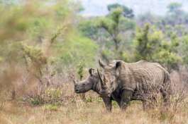 White Rhinos in Greater Kruger 