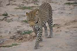 Leopard in Kruger 