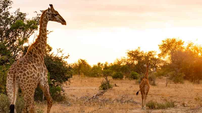 Mum and baby giraffe at sunrise