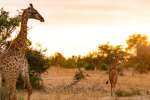 Mum and baby giraffe at sunrise 