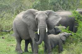 Elephant Breeding herd in Kruger 