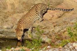 Leopard in Greater Kruger 
