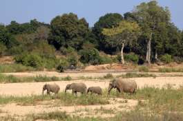 Elephants in dry river bed in Kruger 