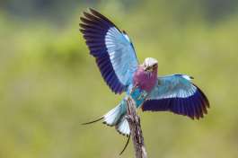 Lilac-Breasted Roller 