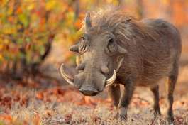 Kruger Park Warthog 