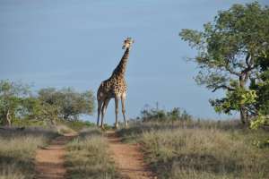Giraffe in Greater kruger