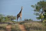 Giraffe in Greater kruger 