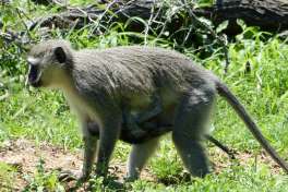 Vervet Monkey with Baby 