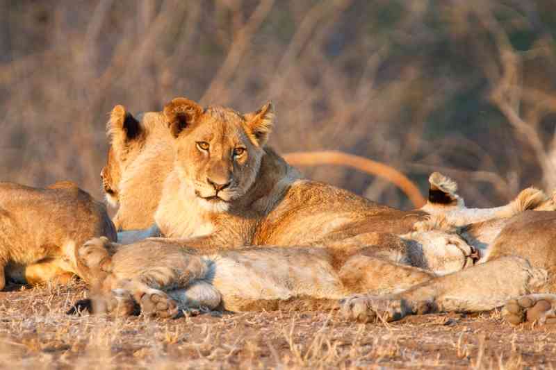 Lion Family in Kruger National Park