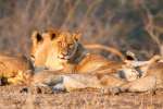 Lion Family in Kruger National Park 