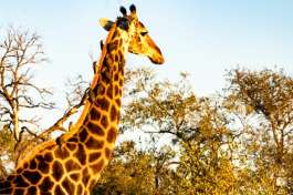 Giraffe and Oxpecker Birds 