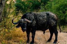 Solo Male Buffalo 