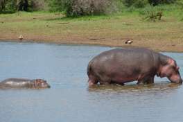 Hippo and Baby in Kruger 