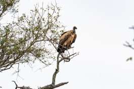 Cape Vulture 