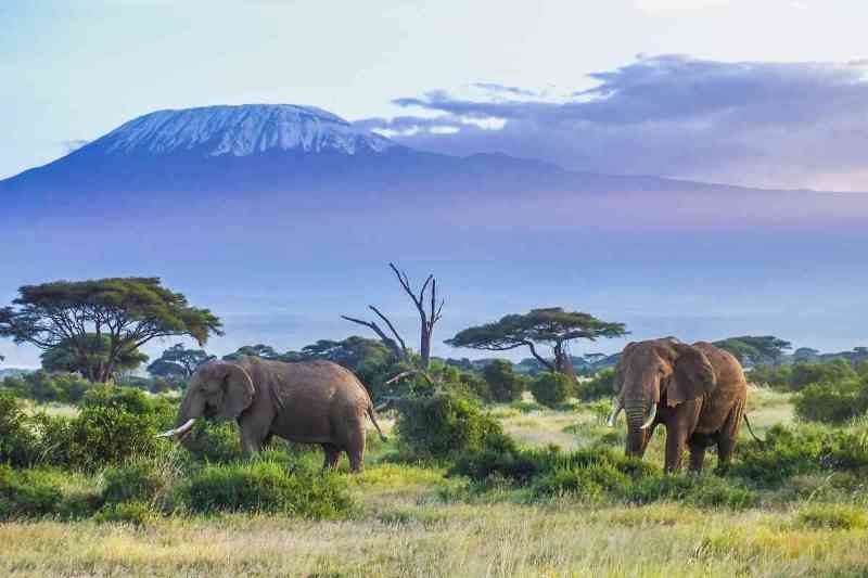 Amboseli elephants with Kilimanjaro