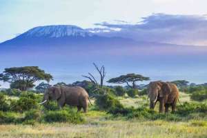 Amboseli elephants with Kilimanjaro
