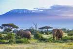 Amboseli elephants with Kilimanjaro 