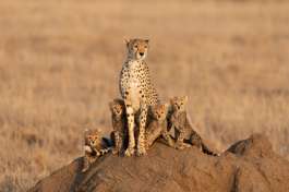 Masai Mara Cheeta Family 