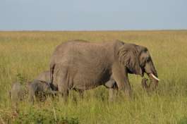Elephants in Masai Mara 